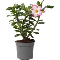 FloraStore Rose du désert - Adenium obesum'Pink Star'- Hauteur 30-45cm -⌀13cm