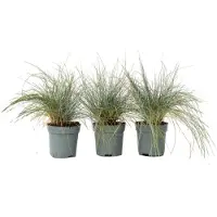 FloraStore Fétuque - Set de 3 - Festuca glauca'Elijah Blue'- Hauteur 10-15cm -⌀9cm