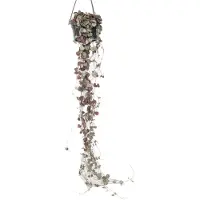 FloraStore Chaîne des cœurs - Ceropegia linearis Woodii - Hauteur 20-30cm - ⌀14cm
