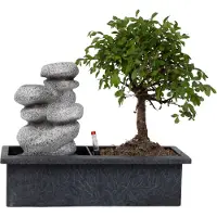 Plant in a Box Bonsaï - Bonsai - Hauteur 25-35cm - 29cm