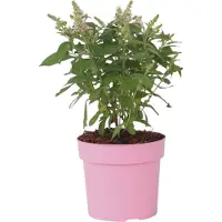 FloraStore Arbreà papillons - Buddleja davidii'Candy'- Hauteur 30-40cm -⌀19cm