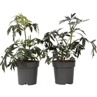 FloraStore Sureau noir - Set de 2 - Sambucus nigra'Black Lace'- Hauteur 25-40cm -⌀17cm