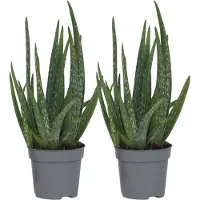 FloraStore Aloe vera - Set de 2 - Aloe barbadensis - Hauteur 25-40cm -⌀10,5cm