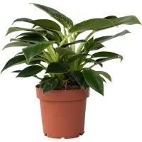 FloraStore Plante verte - Philodendron'White Wave'- Hauteur 25-40cm -⌀12cm