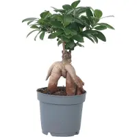 Plant in a Box Bonsaï - Ficus microcarpa - Hauteur 30-40cm - 12cm