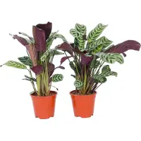 FloraStore Plante Dormeuse - Set de 2 - Ctenanthe'burle-marxii'- Hauteur 25-40cm -⌀12cm