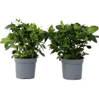 FloraStore Jasmin du Cap - Set de 2 - Gardenia jasminoides - Hauteur 20-30cm -⌀13cm