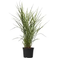 FloraStore Roseau de Chine - Miscanthus sinensis'Zebrinus'- Hauteur 20-30cm -⌀23cm
