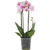 FloraStore Orchidée papillon - Phalaenopsis Multiflora - Hauteur 35-45cm - ⌀12cm