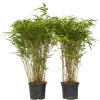 FloraStore Bambou non-traçant - Set de 2 - Fargesia nitida'Gansu'- H50-70cm -⌀17cm