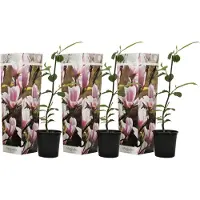 FloraStore Arbreà tulipes - Set de 3 - Magnolia'Soulangea'- Hauteur 25-40cm -⌀9cm