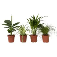 FloraStore Amical pour les animaux - Set de 4 - Pet Friendy Mix - Hauteur 25-40cm -⌀12cm