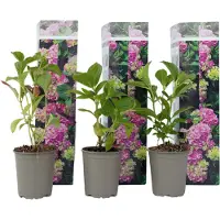 FloraStore Hortensia - Set de 3 - Hydrangea macrophylla'Early Pink'- H25-40cm -⌀9cm