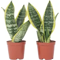 FloraStore Langue de belle-mère - Set de 2 - Sansevieria Futura Superba - H35-40cm - ⌀12cm