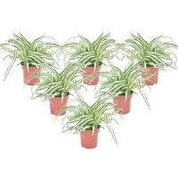 FloraStore Plante araignée - Set de 6 - Chlorophytum comosum'Atlantic'- H25-40cm -⌀12cm