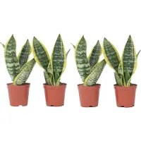 FloraStore Langue de belle-mère - Set de 4 - Sansevieria'Superba'- H35-40cm -⌀12cm