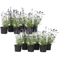 FloraStore Lavande vraie - Set de 12 - Lavandula angustifolia - Hauteur 10-15cm -⌀10,5cm