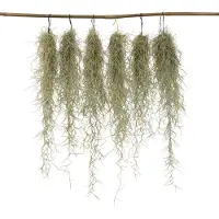 FloraStore Plante aérienne - Set de 6 - Tillandsia usneoides - Hauteur 25-40cm - ⌀5cm