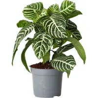 FloraStore Planteà feuilles panachées - Aphelandra squarrosa'Botanica'- H25-45cm -⌀13cm