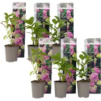 FloraStore Hortensia - Set de 6 - Hydrangea macrophylla'Early Pink'- H25-40cm -⌀9cm
