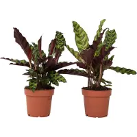 FloraStore Calathea ornata - Set de 2 - Goeppertia insignis - Hauteur 30-40cm -⌀12cm