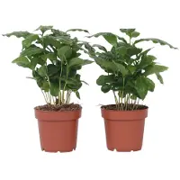 FloraStore Caféier - Set de 2 - Coffea arabica - Hauteur 25-40cm - ⌀12cm