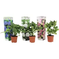 FloraStore Hortensia - Set de 3 - Hydrangea macrophylla - Hauteur 25-40cm -⌀9cm