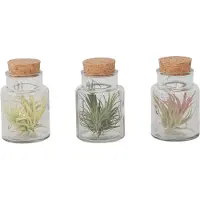 FloraStore Plante aérienne - Set de 3 - Tillandsia - Hauteur 5-15cm - ⌀5cm
