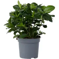 FloraStore Jasmin du Cap - Gardenia jasminoides - Hauteur 20-30cm -⌀13cm