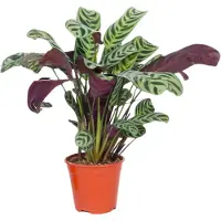 FloraStore Plante Dormeuse - Ctenanthe'burle-marxii'- Hauteur 25-40cm -⌀12cm