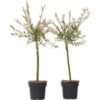 FloraStore Saule crevette - Set de 2 - Salix integra'Flamingo'- Hauteur 60-80cm -⌀17cm