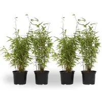 FloraStore Bambou non-traçant - Set de 4 - Fargesia nitida'Red Dragon'- H50-70cm -⌀17cm