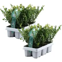FloraStore Houx crenelé - Set de 12 - Ilex crenata'Jenny'- Hauteur 10-20cm -⌀9cm