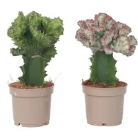 Plant in a Box Mélange d'euphorbes - Set de 2 - Euphorbia 'Lactea' - Hauteur 25-30cm - ⌀12cm
