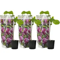 FloraStore Arbreà tulipes - Set de 3 - Magnolia'Susan'- Hauteur 25-40cm -⌀9cm
