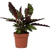 FloraStore Calathea ornata - Goeppertia insignis - Hauteur 30-40cm -⌀12cm