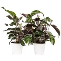 FloraStore Calathée - Set de 2 - Calathea Lietzei'White Fusion'- Hauteur 30-40cm -⌀14cm