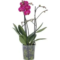 FloraStore Orchidée papillon - Phalaenopsis Multiflora - Hauteur 35-45cm - ⌀12cm