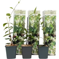FloraStore Jasminétoilé - Set de 3 - Trachelospermum jasminoides - Hauteur 25-40cm - ⌀9cm