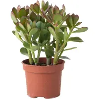 FloraStore Arbreà jade - Crassula ovata - Hauteur 15-25cm - ø12cm