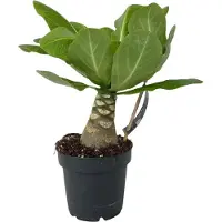 FloraStore Palmier hawaïen - Brighamia insignis - Hauteur 25-35cm - Pot 12cm