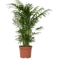 FloraStore Palmier de salon - Chamaedorea elegans - Hauteur 50-60cm -⌀17cm
