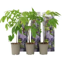 FloraStore Glycine - Set de 3 - Wisteria sinensis - Hauteur 25-40cm -⌀9cm