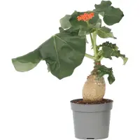 FloraStore Podagre - Jatropha podagrica - Hauteur 25-45cm -⌀13cm