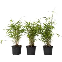 FloraStore Bambou Bleu - Set de 6 - Fargesia papyrifera'Grex'- Hauteur 30-40cm -⌀13cm