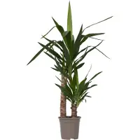 FloraStore Pied d'éléphant - Yucca elephantipes - Hauteur 70-80cm - ⌀17cm