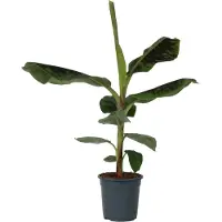 FloraStore Bananaier nain - Musa'Dwarf Cavendish'- Hauteur 90-100cm -⌀21cm