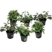 FloraStore Anti-Moustiques - Set de 6 - Pelargonium - Hauteur 15-25cm -⌀10,5cm