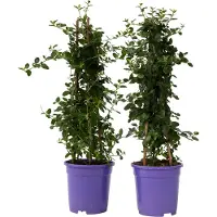 FloraStore Lilas de Californie - Set de 2 - Ceanothus Repens - H60-70cm -⌀17cm