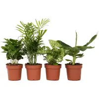 FloraStore Mélang de plantes d'intérieur - Set de 4 - Hauteur 25-40cm - ⌀12cm